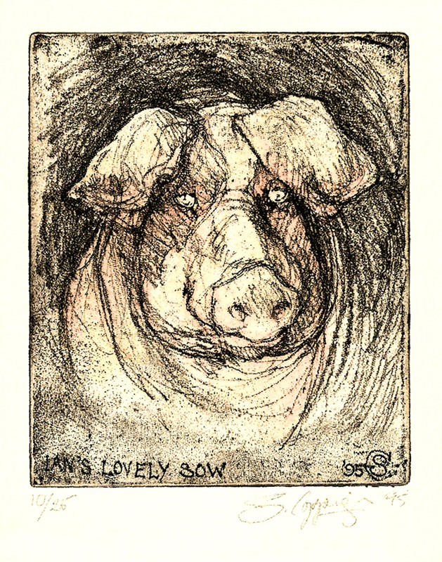 ... a sow met whilst staying on a farm near Clitheroe ...      (Click to enlarge)