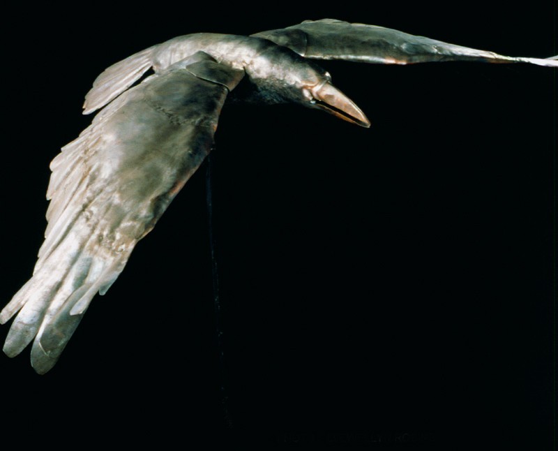 Photo by Llewellyn Robins  (Click to enlarge)