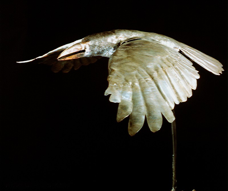 Photo by Llewellyn Robins  (Click to enlarge)