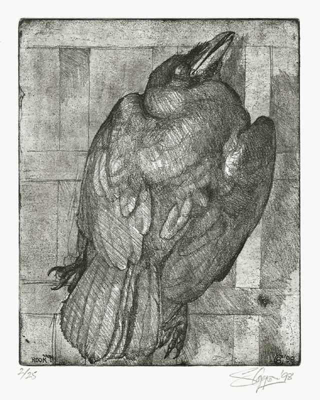 ... study of an exquisite rook ...  (Click to enlarge)