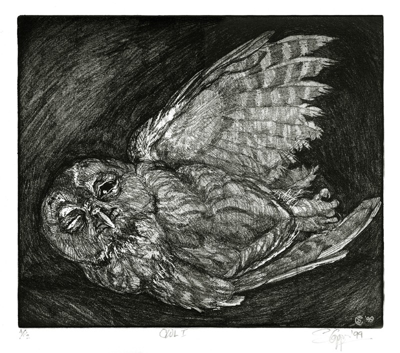 � this young owl should not have been out after daylight � (Click to enlarge)