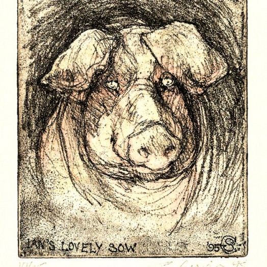 ... a sow met whilst staying on a farm near Clitheroe ... (Click to enlarge)
