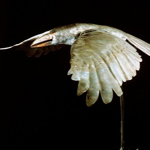 Photo by Llewellyn Robins  (Click to enlarge)