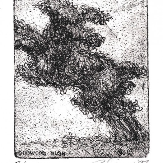 ... studies of a poodle-bush... (Click to enlarge)