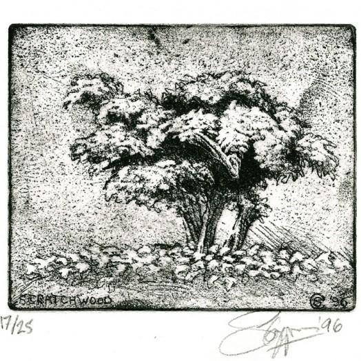 ... studies of a poodle-bush... (Click to enlarge)