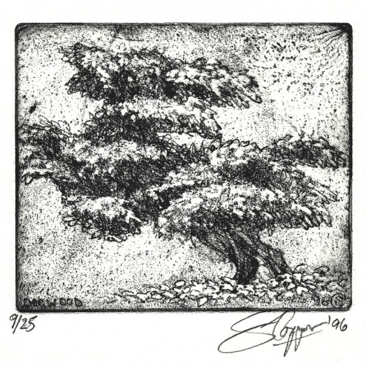 ... studies of a poodle-bush... (Click to enlarge)
