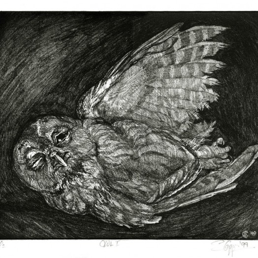 � this young owl should not have been out after daylight � (Click to enlarge)