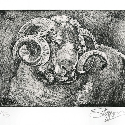 ... Irish ram ... (Click to enlarge)