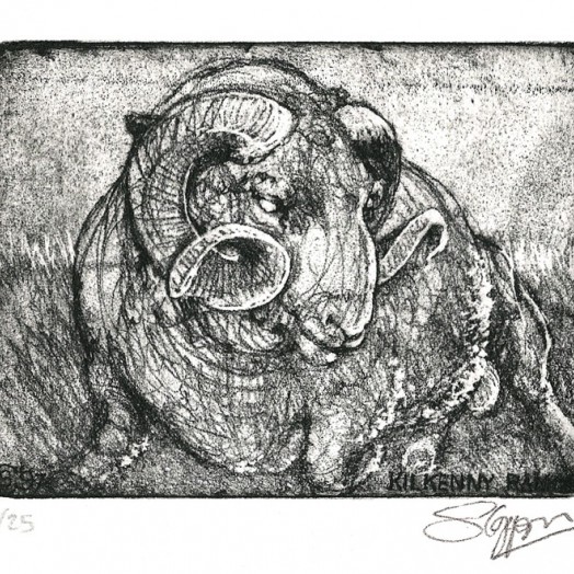 ... Kilkenny ram ... (Click to enlarge)
