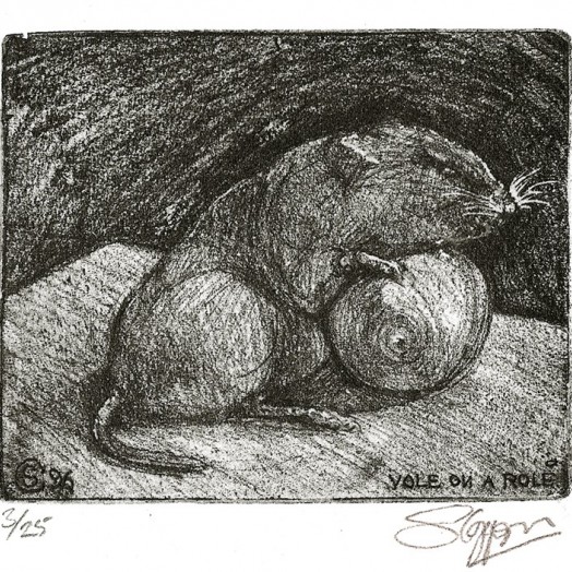 ... study of a Bank Vole ... (Click to enlarge)