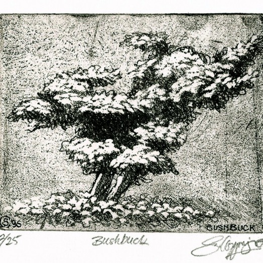 ... studies of a poodle-bush... (Click to enlarge)